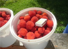 image (1)7